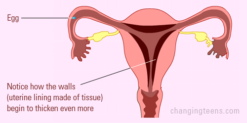 what happens at menstruation