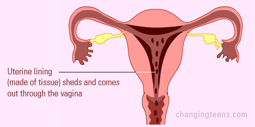 menstrual flow diagram