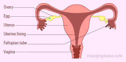 how does menstruation start