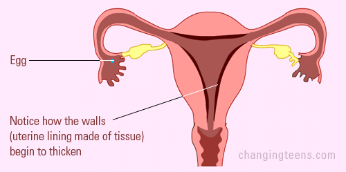 stages of menstruation