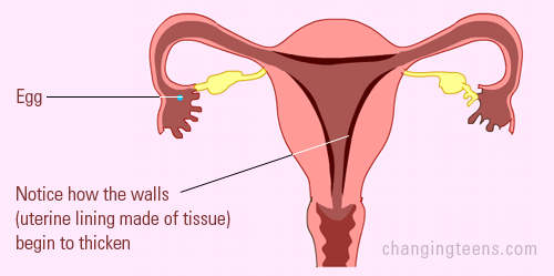 What Is The Menstrual Cycle